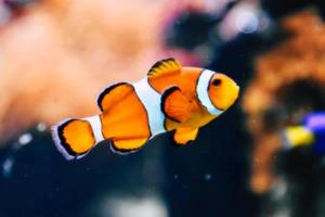 C组世界杯,实力较量与球队风采c组世界杯队